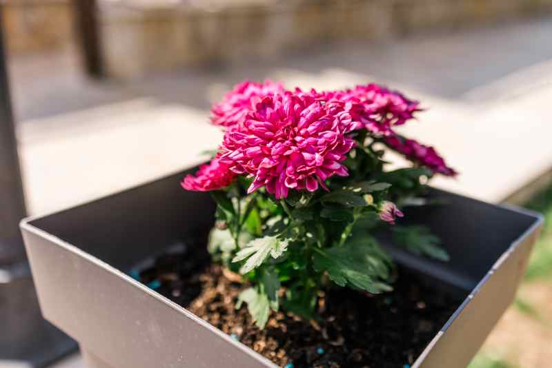 Sélectionner les plantes selon vos contraintes Faire.fr