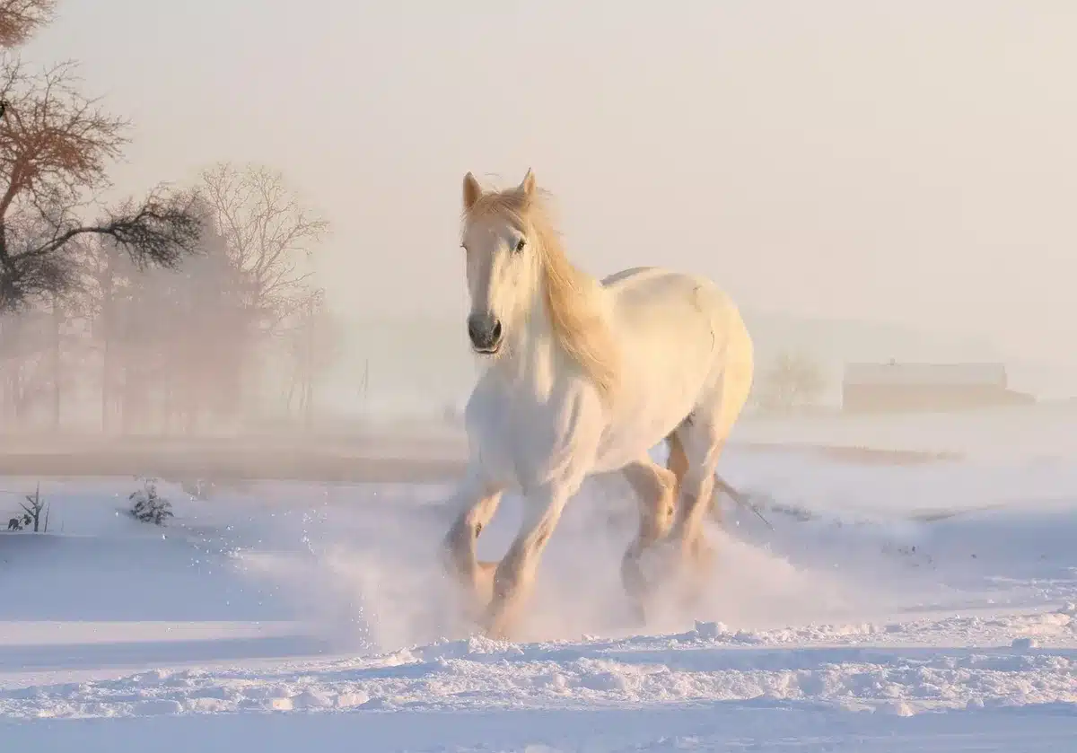 Essais hivernaux d'une rame dans la neige