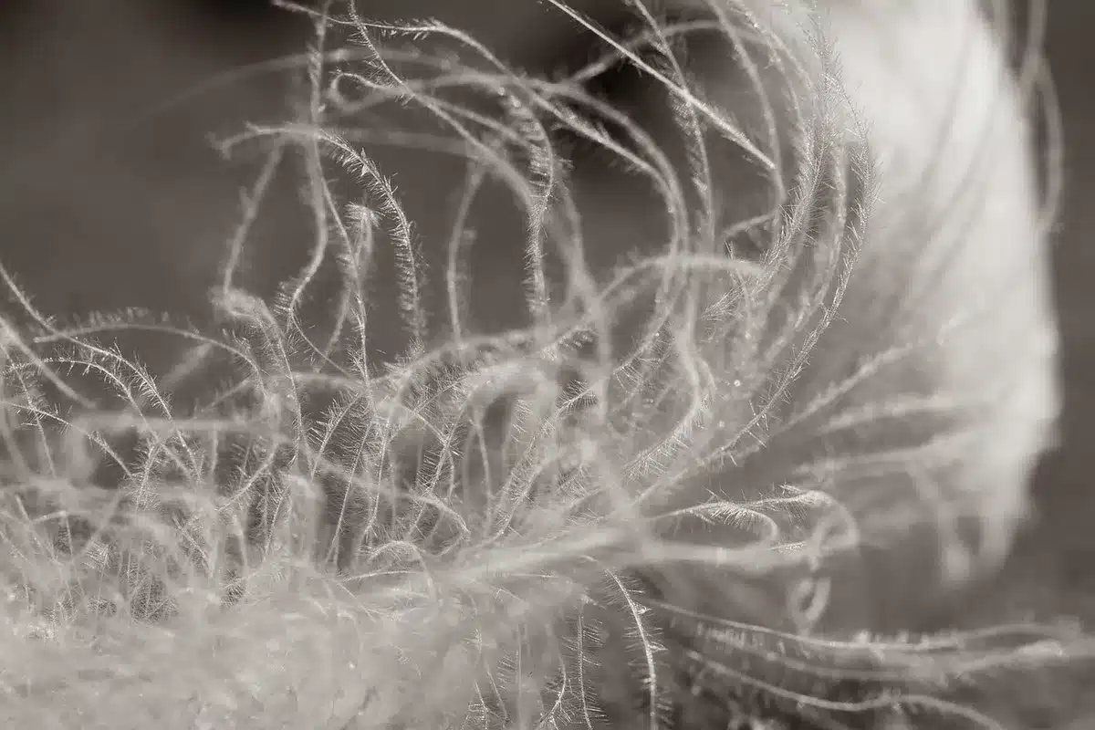 Gros plan sur la texture d'un papier fine art mettant en valeur fibres et grain